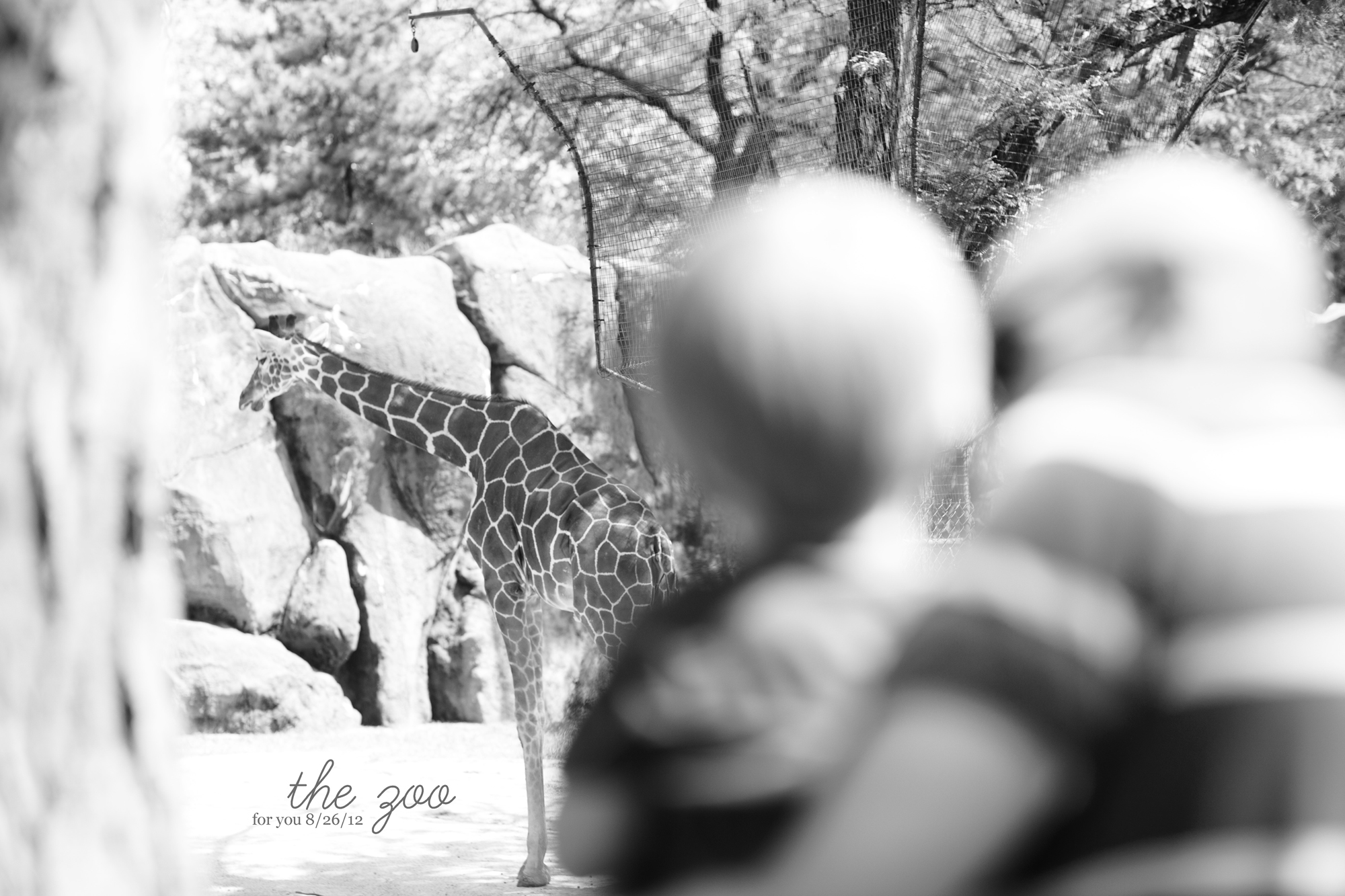 the zoo aug 26 FINAL :